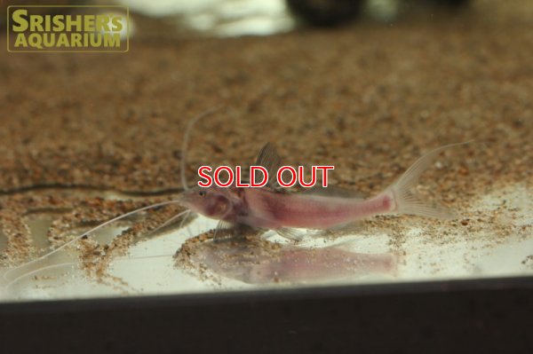 画像4: レオパードキャット（ペルー）