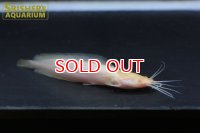 アルビノクララ