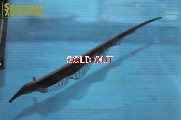 画像4: ロングノーズエレファントナイフフィッシュ