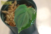 観葉植物　アグラオネマ　ピクタム
