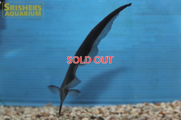 画像6: ロングノーズエレファントナイフフィッシュ