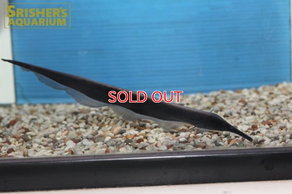 画像8: ロングノーズエレファントナイフフィッシュ