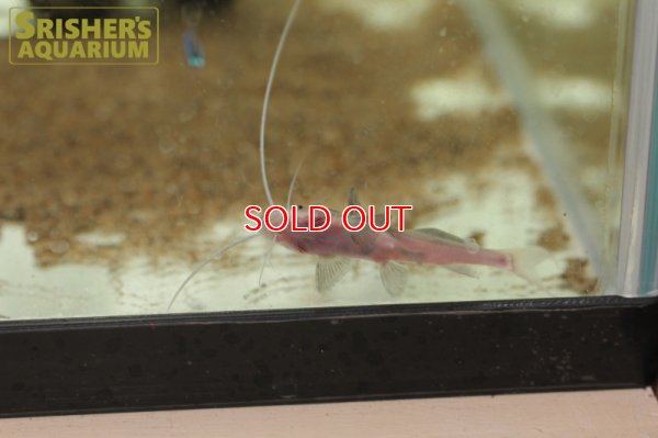 画像3: レオパードキャット（ペルー）