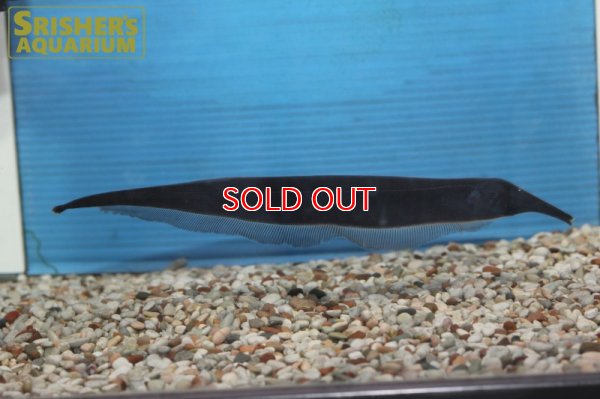 画像7: ロングノーズエレファントナイフフィッシュ