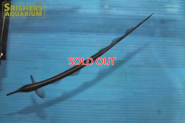 画像5: ロングノーズエレファントナイフフィッシュ