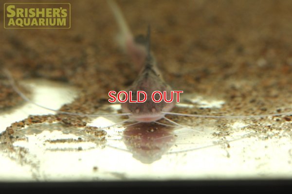 画像6: レオパードキャット（ペルー）