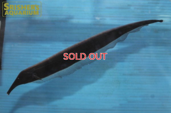 画像3: ロングノーズエレファントナイフフィッシュ