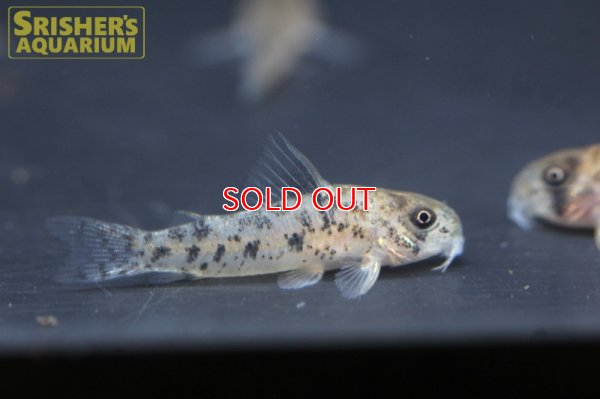 画像5: コリドラス sp. cf ミトゥセーニョ