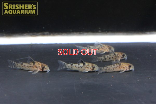 画像6: コリドラス sp. cf ミトゥセーニョ