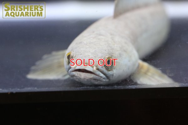 画像7: ドワーフスネークヘッド（タイ南部）