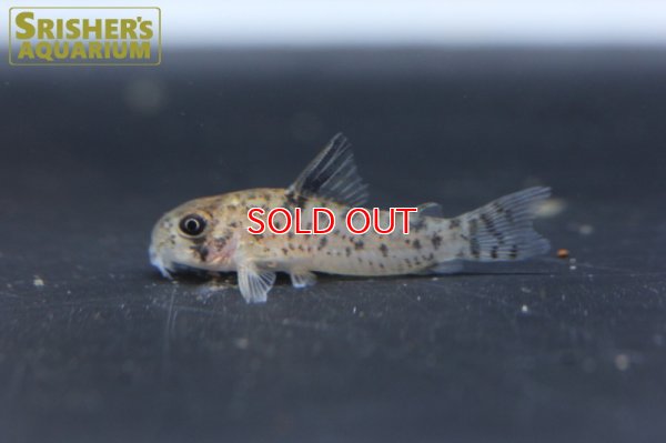 画像3: コリドラス sp. cf ミトゥセーニョ