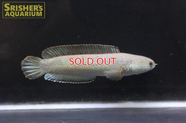 画像4: ドワーフスネークヘッド（タイ南部）