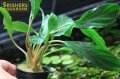 水草 ホマロメナsp. broad cuneat (１ポット)