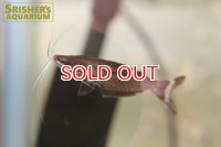 シュードエパプテルス　ハセマニー　ペルー