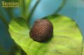 ハリネズミ貝
