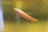 ベタ SP.アピアピ ’RIAU RED’(API API) WILD（ペア）