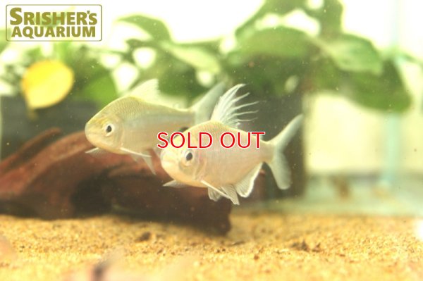 画像8: アフリカンドラゴンフィンテトラ（ペア）