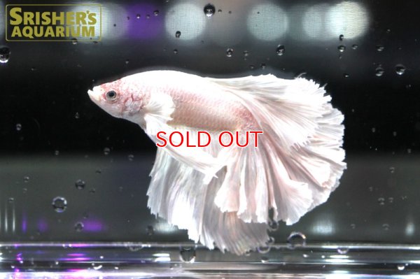 画像4: ハーフムーンフェザーテール ベタ オス（セレクト品）