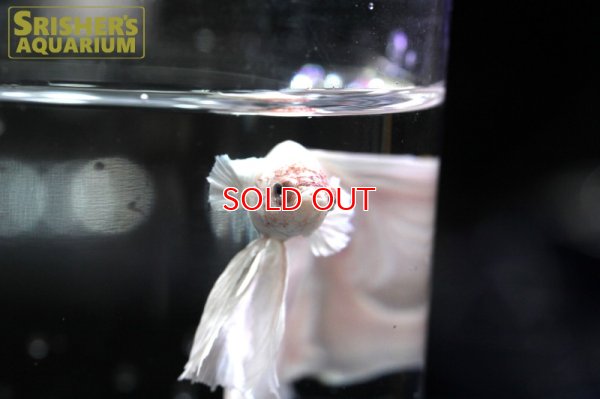 画像5: ハーフムーンフェザーテール ベタ オス（セレクト品）