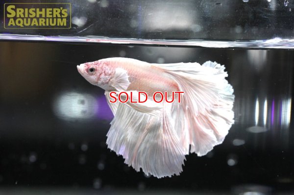 画像3: ハーフムーンフェザーテール ベタ オス（セレクト品）