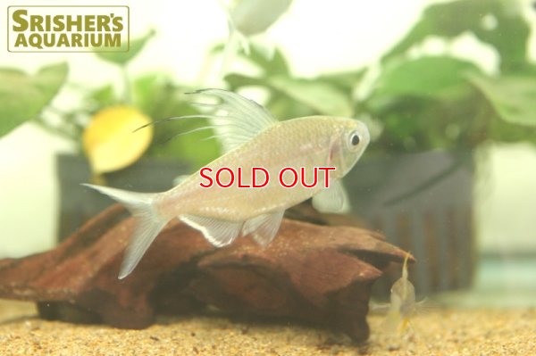 画像4: アフリカンドラゴンフィンテトラ（ペア）