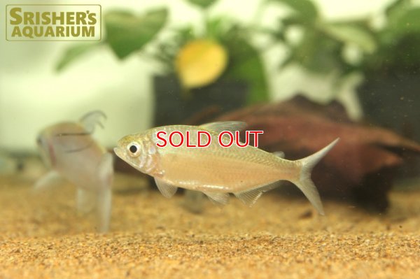 画像6: アフリカンドラゴンフィンテトラ（ペア）