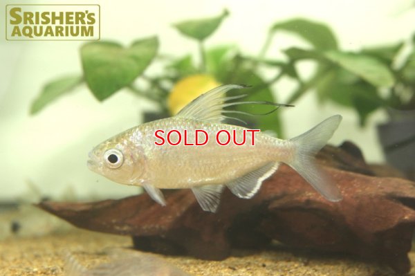 画像3: アフリカンドラゴンフィンテトラ（ペア）