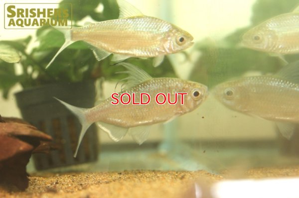 画像5: アフリカンドラゴンフィンテトラ（ペア）