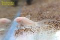 コリドラス　ロングフィンアルビノアエネウス