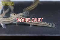チュウガタスジシマドジョウ