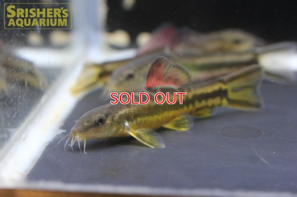 画像4: チャイニーズペパーミントローチ