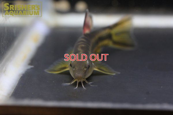 画像5: チャイニーズペパーミントローチ