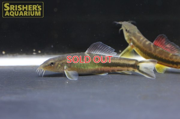 画像6: チャイニーズペパーミントローチ