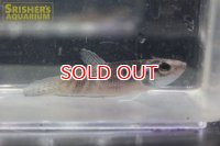 ワイルドベタ エニサエ ’SANGAU’（ペア）