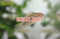 アピストグラマ  エレムノピゲ (ディアマンテ) (ペア)