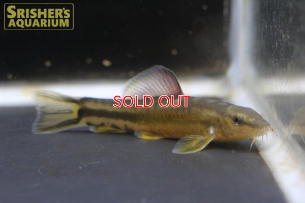 画像3: チャイニーズペパーミントローチ