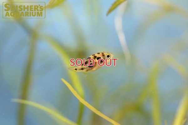 画像6: アベニーパッファー WILD