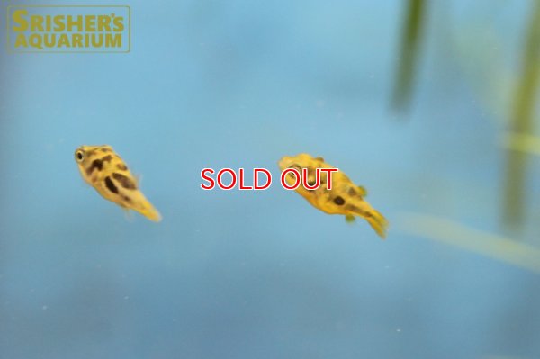 画像3: アベニーパッファー WILD