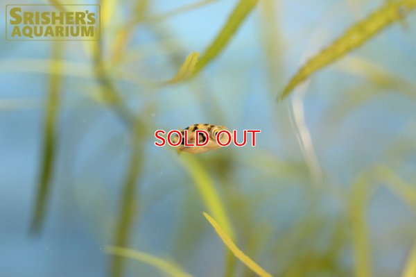 画像5: アベニーパッファー WILD