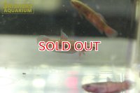 ワイルドベタ ミニオピンナ 'RIAU'
