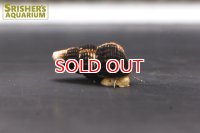 イエローラビットスネール