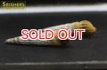 ヒマラヤンラビットスネール