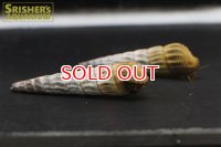 ヒマラヤンラビットスネール