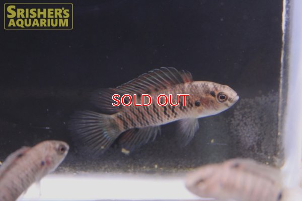 画像5: バジス　アッサムエンシス