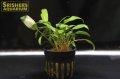 水草 クリプトコリネ　ペッチー（１ポット）