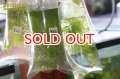 水草 国産マツモ（１袋）