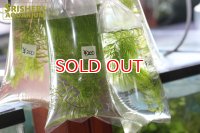 水草 国産マツモ（１袋）