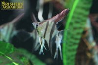 国産ネグロアルタムエンゼル　サンタイザベル