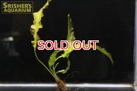 水草 アポノゲトン クリスプス