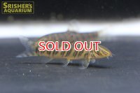ボーシャ　ストリアータ